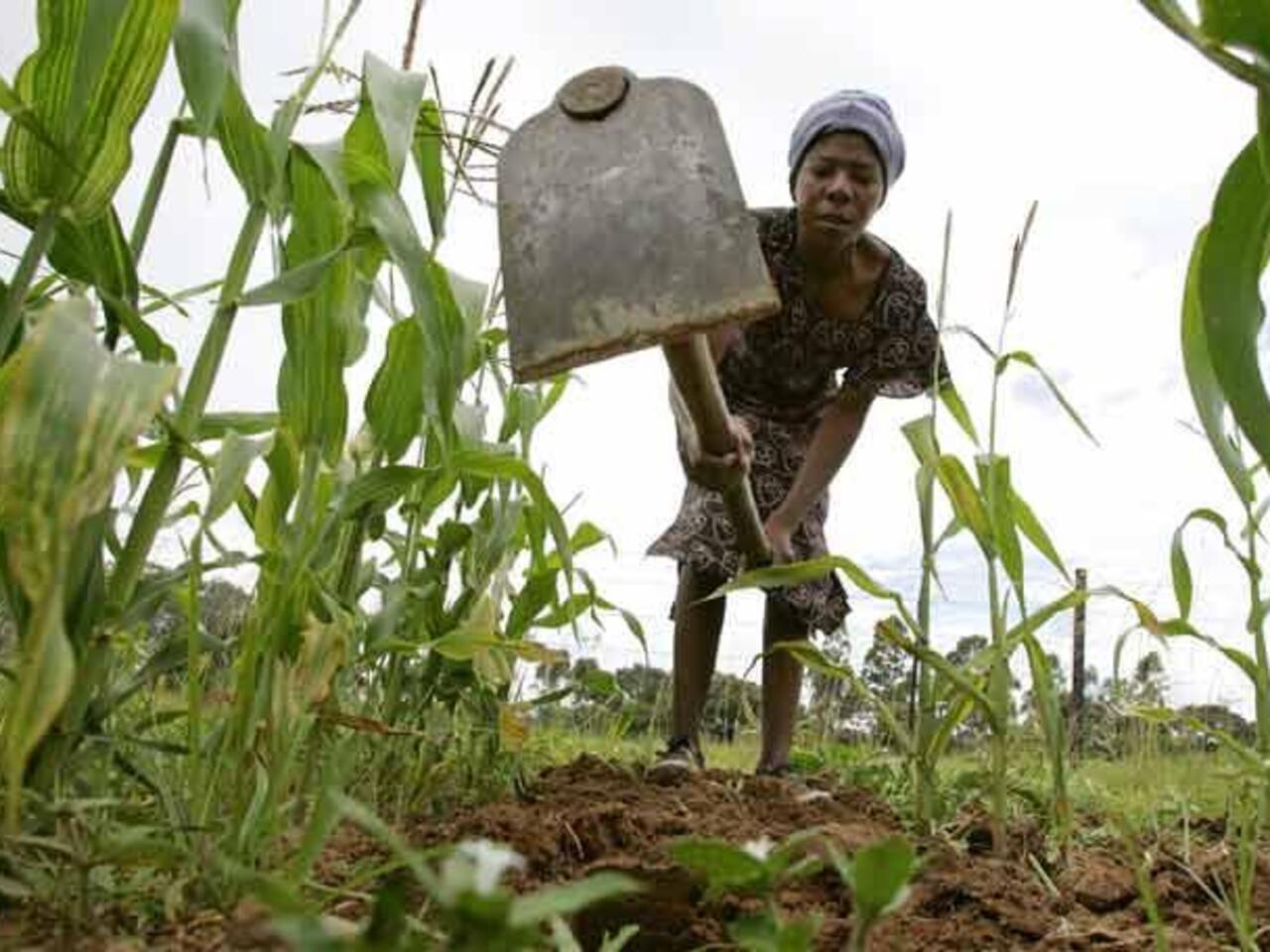 Governo injecta 14,7 mil milhões no ordenamento pecuário do Humbe
